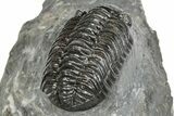 Phacopid (Adrisiops) Trilobite - Jbel Oudriss, Morocco #245290-4